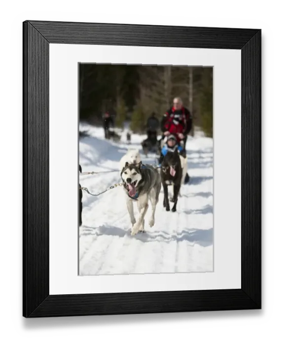 Framed Print : Dogsledding in British Columbia. (MR) Framed Print : Dogsledding in British Columbia. (MR)