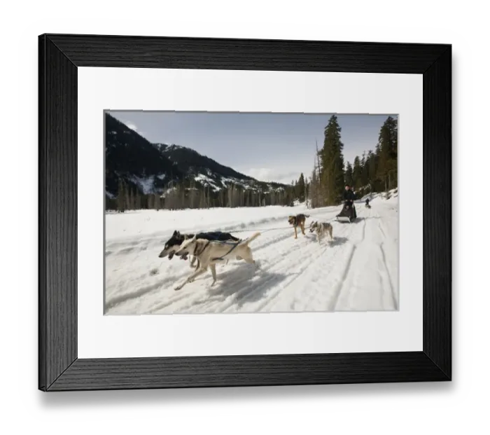 Framed Print : Dogsledding in British Columbia Framed Print : Dogsledding in British Columbia