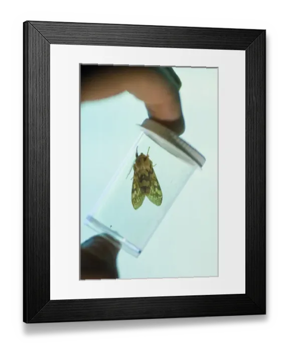 Framed Print : Live insect specimen held in front of insect screen that Dr. John McLean uses with black light Framed Print : Live insect specimen held in front of insect screen that Dr. John McLean uses with black light