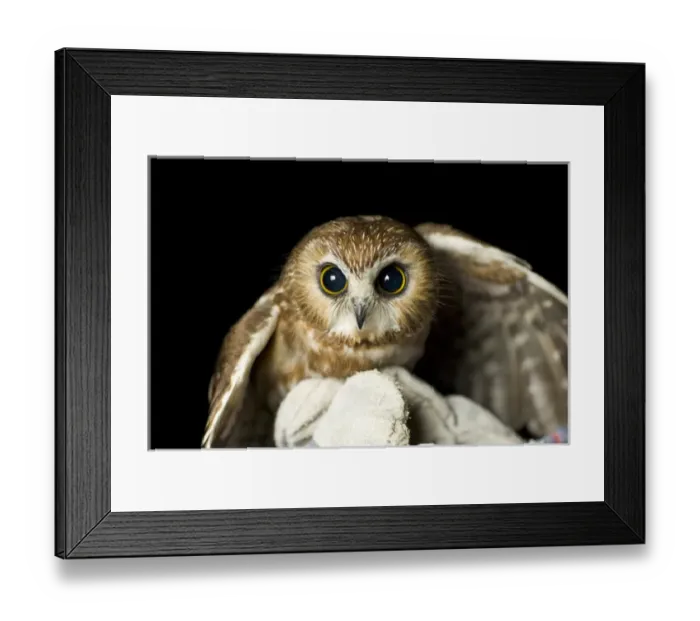 Framed Print : Northern saw-whet owl, Aegolius acadicus, being released from a rehabilitation center