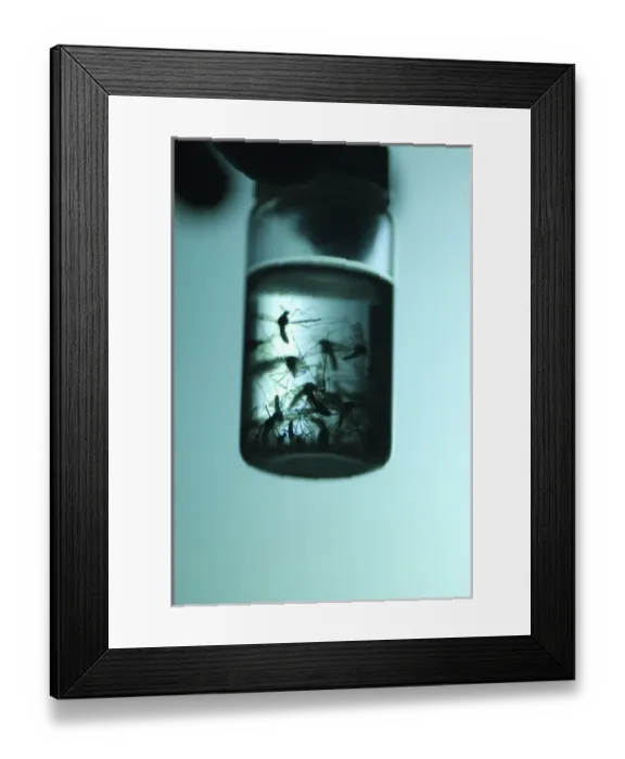 Framed Print : Dr. John McLean collecting mosquitos in alcohol, attracting them using black light
