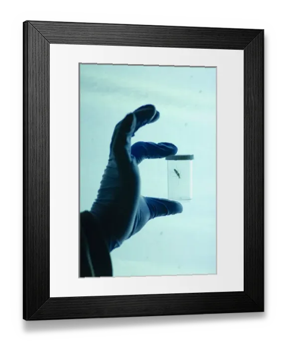 Framed Print : Dr. John McLean holding a container of live insect specimen, attracting them using black light Framed Print : Dr. John McLean holding a container of live insect specimen, attracting them using black light