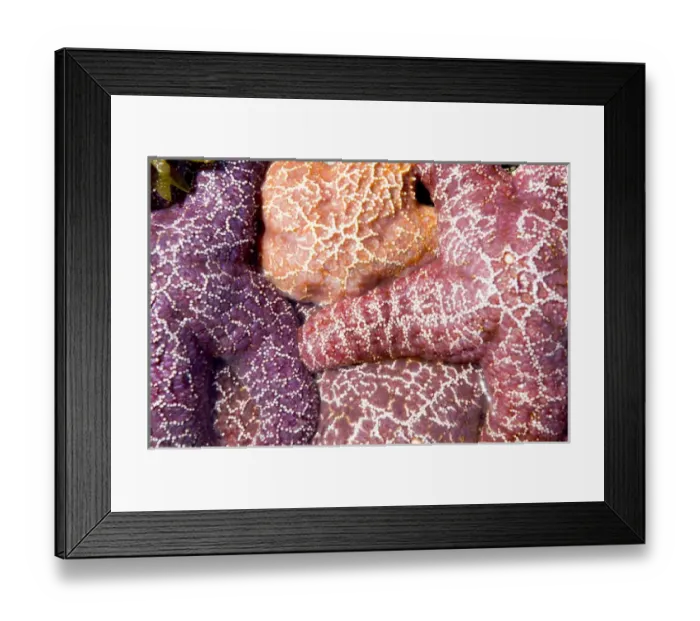 Framed Print : Purple sea stars, Asterias ochracea, Long Beach, Pacific Rim National Park Reserve