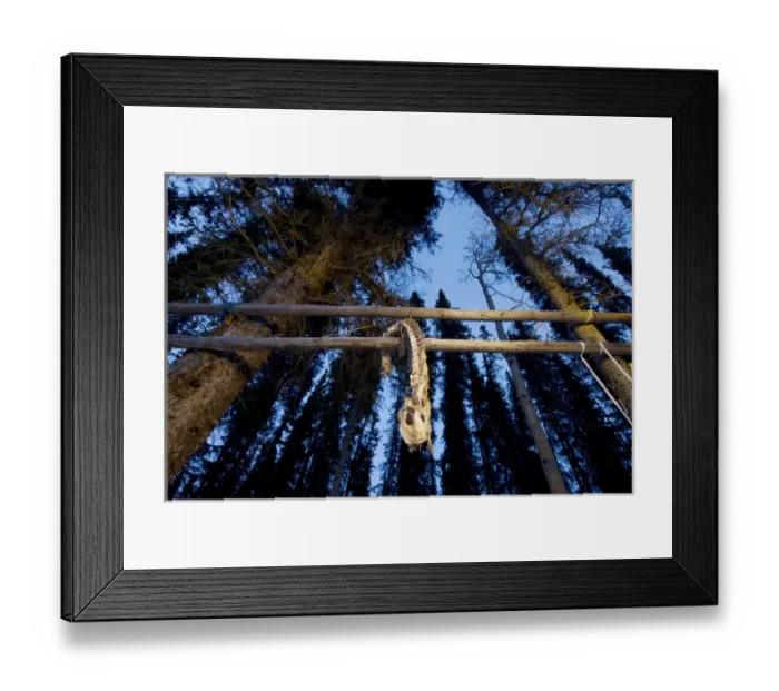 Framed Print : Carcass that provided meat to the Tahltan at the blockade to keep resource companies Framed Print : Carcass that provided meat to the Tahltan at the blockade to keep resource companies