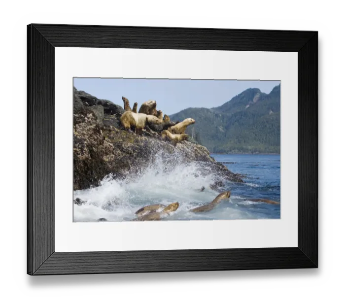 Framed Print : Female and juvenile steller sea lions on rookery, Eumetopias jubatus, Queen Charlotte Islands