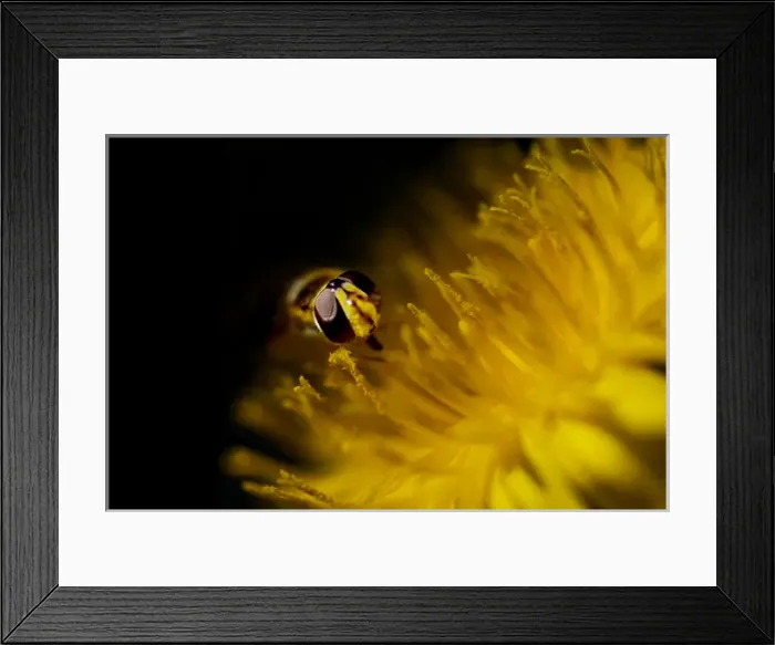 Framed Print : American Hover Fly, Metasyrphus americanus, on common danedlion, Taraxacum officinale Framed Print : American Hover Fly, Metasyrphus americanus, on common danedlion, Taraxacum officinale