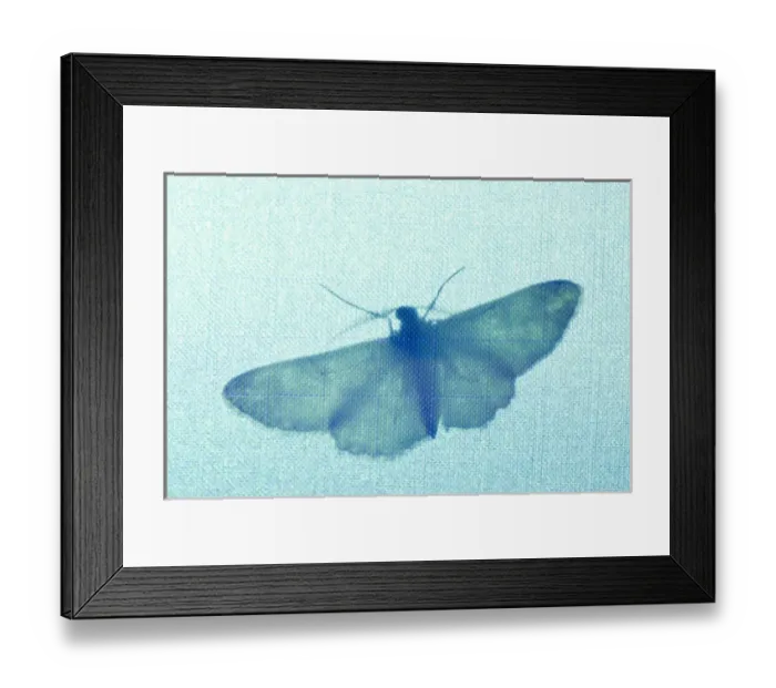 Framed Print : Dr. John McLean using black light and mercury vapour to collect moths, mosquitos and beetles Framed Print : Dr. John McLean using black light and mercury vapour to collect moths, mosquitos and beetles
