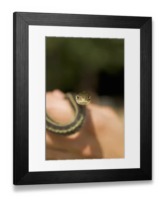 Framed Print : Researcher holding a common garter snake, Thamnophis sirtalis, at Whistler BioBlitz event Framed Print : Researcher holding a common garter snake, Thamnophis sirtalis, at Whistler BioBlitz event