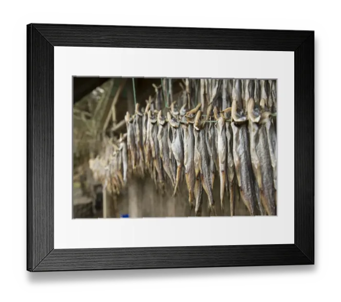 Framed Print : Nisga a First Nation family sun drying eulachon fish and smoking sealion, Laxgalts ap Framed Print : Nisga a First Nation family sun drying eulachon fish and smoking sealion, Laxgalts ap