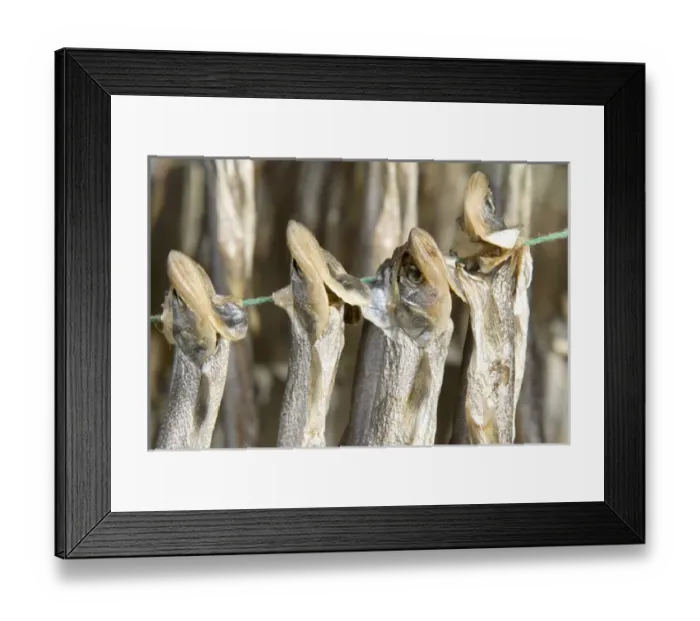 Framed Print : Nisga a First Nation family sun drying eulachon fish and smoking sealion, Laxgalts ap Framed Print : Nisga a First Nation family sun drying eulachon fish and smoking sealion, Laxgalts ap