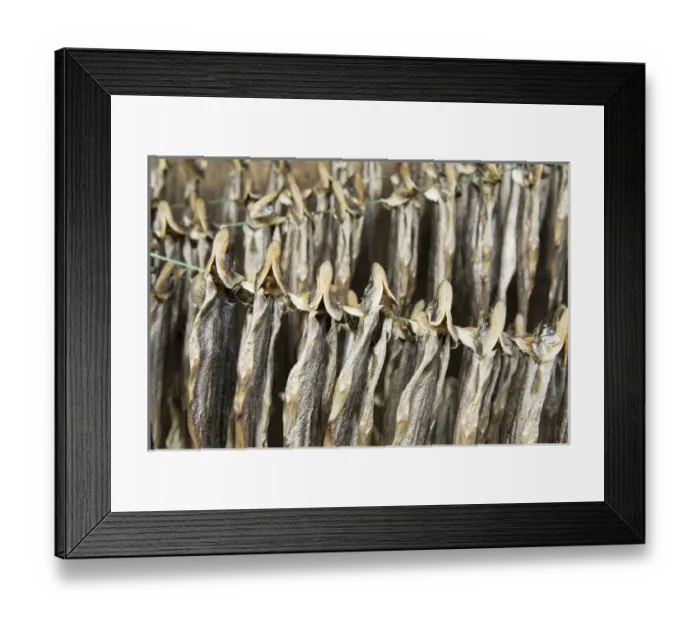 Framed Print : Nisga a First Nation family sun drying eulachon fish and smoking sealion, Laxgalts ap Framed Print : Nisga a First Nation family sun drying eulachon fish and smoking sealion, Laxgalts ap