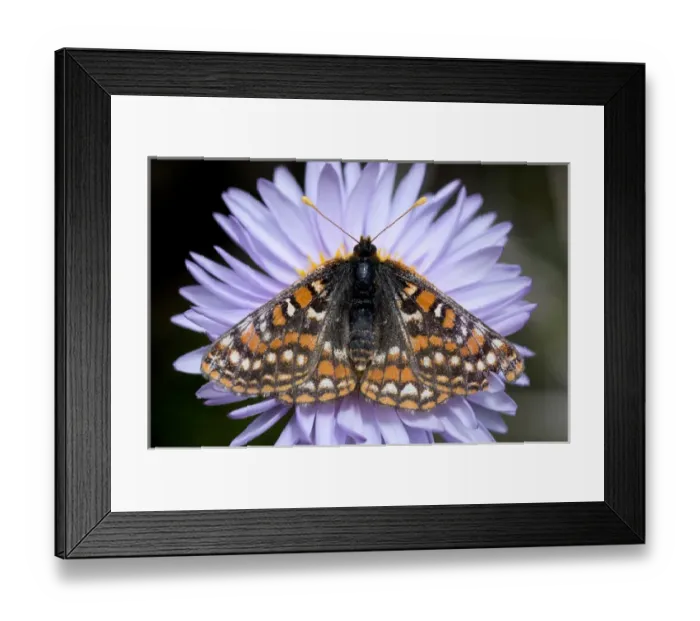 Framed Print : Ediths checkerspot, Euphydryas editha, Cathedral Lake Provincial Park, British Framed Print : Ediths checkerspot, Euphydryas editha, Cathedral Lake Provincial Park, British