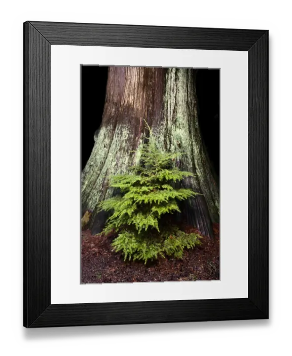 Framed Print : Young western hemlock, Tsuga heterophylla, and western red cedar, Thuja plicata, Stanley Park Framed Print : Young western hemlock, Tsuga heterophylla, and western red cedar, Thuja plicata, Stanley Park