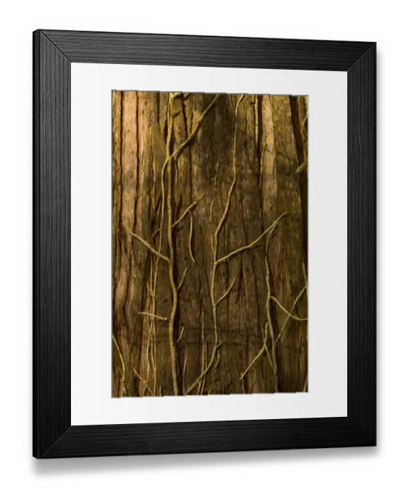 Framed Print : Western red cedar, Thuja plicata, with dead English ivy, Hedera helix, Stanley Park Framed Print : Western red cedar, Thuja plicata, with dead English ivy, Hedera helix, Stanley Park