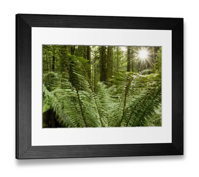 Framed Print : Sword ferns carpeting forest floor, Polystichum munitum, Harrison Mills, British Columbia Framed Print : Sword ferns carpeting forest floor, Polystichum munitum, Harrison Mills, British Columbia