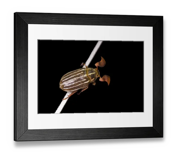 Framed Print : Ten-lined june beetle, Polyphylla decimlineata, Stanley Park, British Columbia Framed Print : Ten-lined june beetle, Polyphylla decimlineata, Stanley Park, British Columbia