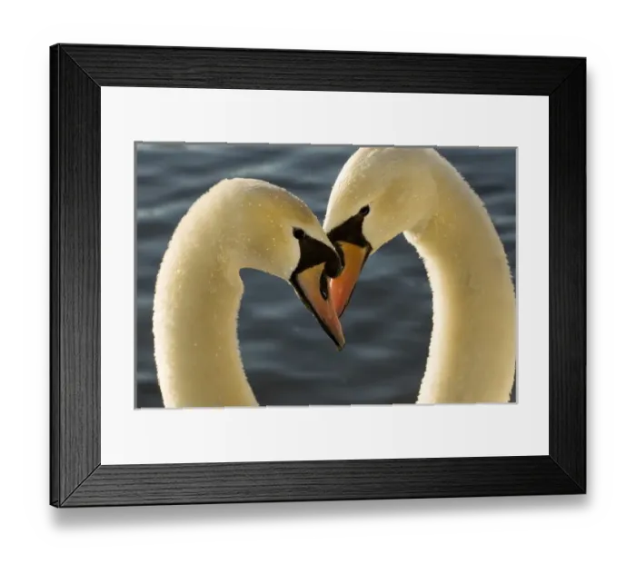 Framed Print : Courtship display of mute swans, Cygnus olor, Stanley Park, British Columbia Framed Print : Courtship display of mute swans, Cygnus olor, Stanley Park, British Columbia