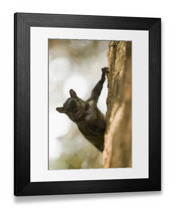 Framed Print : Eastern gray squirrel, Sciurus carolinensis, Stanley Park, British Columbia Framed Print : Eastern gray squirrel, Sciurus carolinensis, Stanley Park, British Columbia