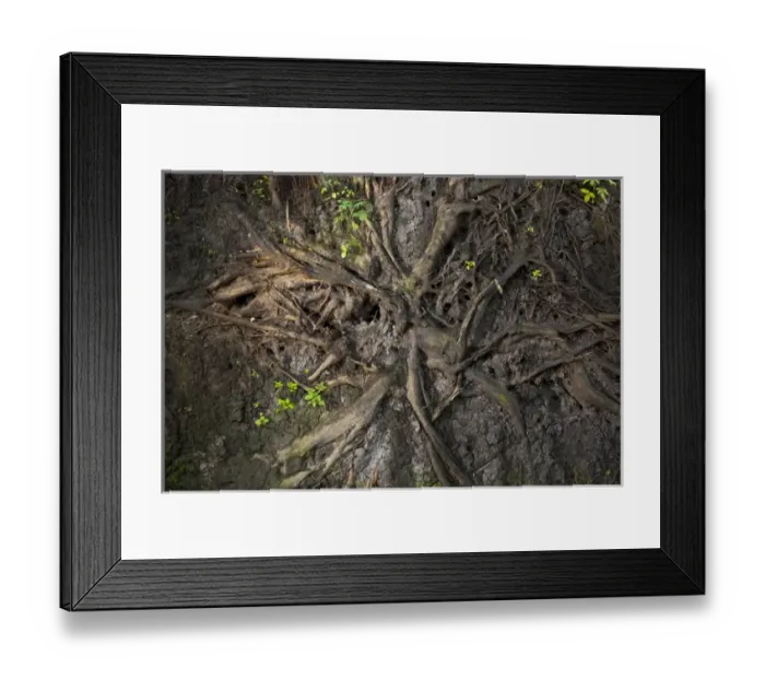 Framed Print : Root systems of trees blown over in windstorm, Stanley Park, British Columbia Framed Print : Root systems of trees blown over in windstorm, Stanley Park, British Columbia