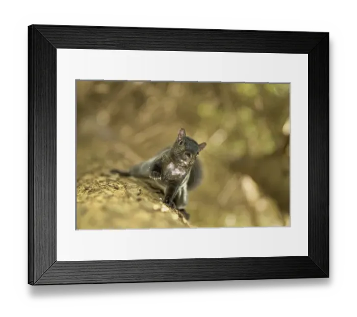 Framed Print : Eastern gray squirrel, Sciurus carolinensis, Stanley Park, British Columbia