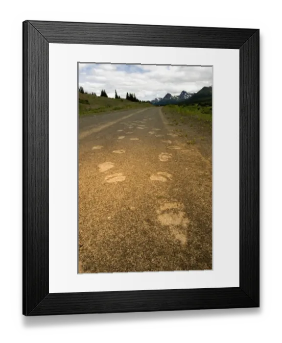 Framed Print : Tracks of a grizzly bear, Ursus arctos, Sacred Headwaters, British Columbia Framed Print : Tracks of a grizzly bear, Ursus arctos, Sacred Headwaters, British Columbia