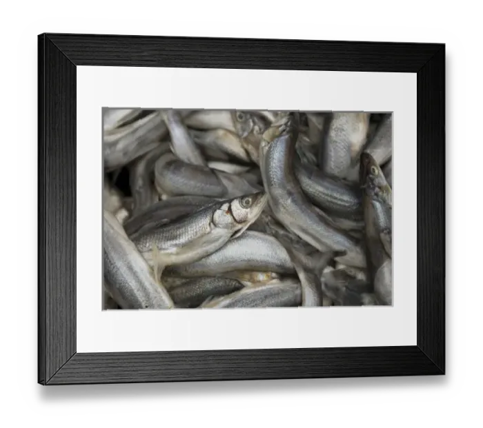 Framed Print : Nisga a First Nation eulachon grease camp, Nass River, British Columbia Framed Print : Nisga a First Nation eulachon grease camp, Nass River, British Columbia
