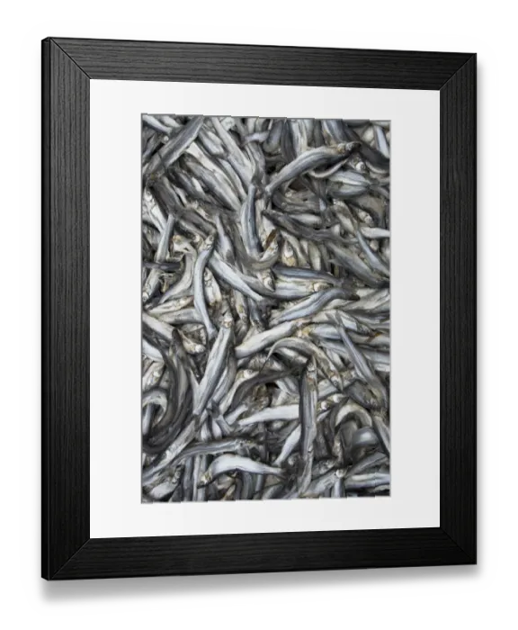 Framed Print : Nisga a First Nation eulachon grease camp, Nass River, British Columbia Framed Print : Nisga a First Nation eulachon grease camp, Nass River, British Columbia
