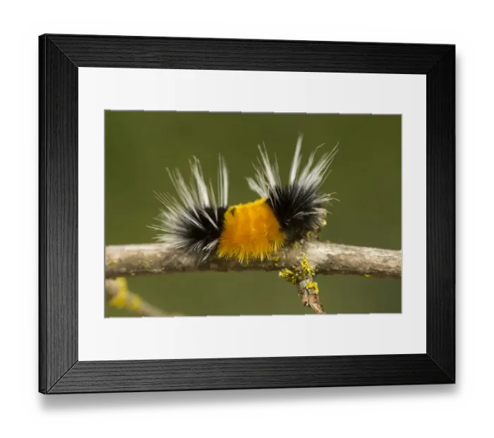 Framed Print : Spotted tussock moth caterpillar, Lophocampa maculata, British Columbia Framed Print : Spotted tussock moth caterpillar, Lophocampa maculata, British Columbia