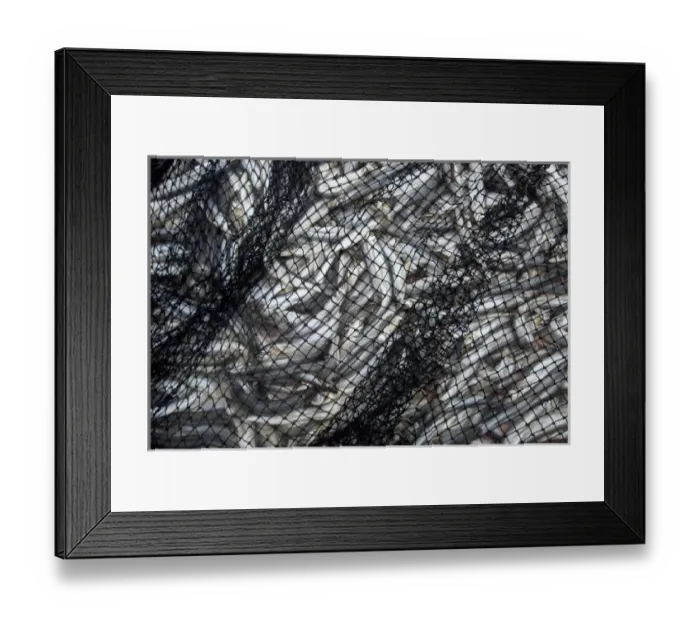 Framed Print : Nisga a First Nation eulachon grease camp, Nass River, British Columbia Framed Print : Nisga a First Nation eulachon grease camp, Nass River, British Columbia