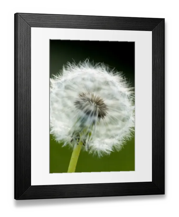 Framed Print : Common dandelion, Taraxacum officinale, Stanley Park, British Columbia Framed Print : Common dandelion, Taraxacum officinale, Stanley Park, British Columbia