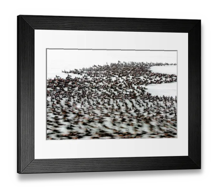 Framed Print : Surf scoters, Melanitta perspicillata, Stanley Park, British Columbia Framed Print : Surf scoters, Melanitta perspicillata, Stanley Park, British Columbia