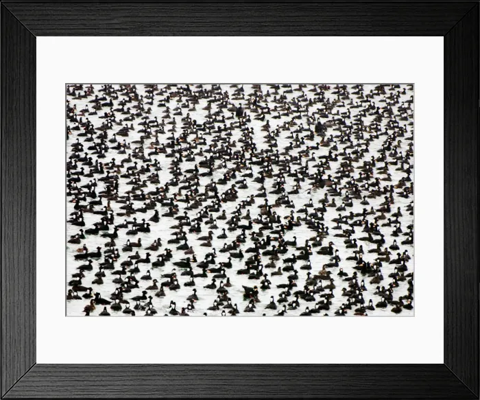 Framed Print : Surf scoters, Melanitta perspicillata, Stanley Park, British Columbia