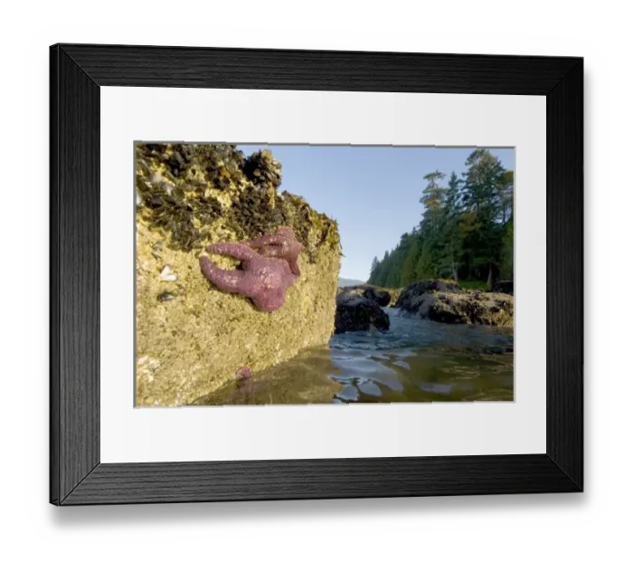 Framed Print : Purple sea stars, Pisaster ochraceus, Stanley Park, British Columbia Framed Print : Purple sea stars, Pisaster ochraceus, Stanley Park, British Columbia
