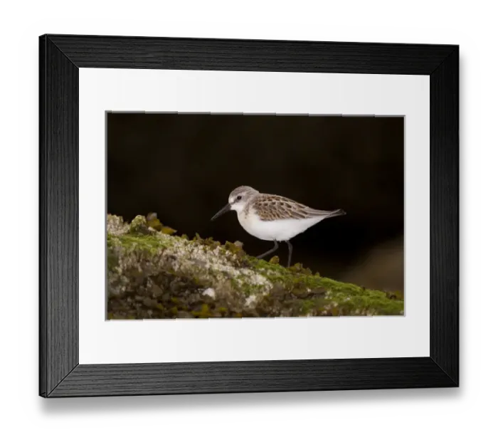 Framed Print : Western sandpiper, Calidris mauri, Stanley Park, British Columbia Framed Print : Western sandpiper, Calidris mauri, Stanley Park, British Columbia