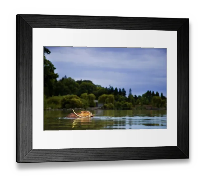 Framed Print : American Beaver, Castor canadensis, Stanley Park, British Columbia