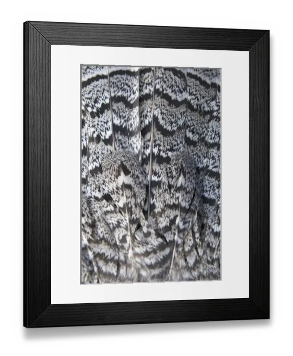 Framed Print : Tail feathers of a ruffed grouse, Bonasa umbellus, British Columbia Framed Print : Tail feathers of a ruffed grouse, Bonasa umbellus, British Columbia