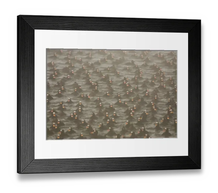 Framed Print : Surf scoters, Melanitta perspicillata, Vancouver, British Columbia