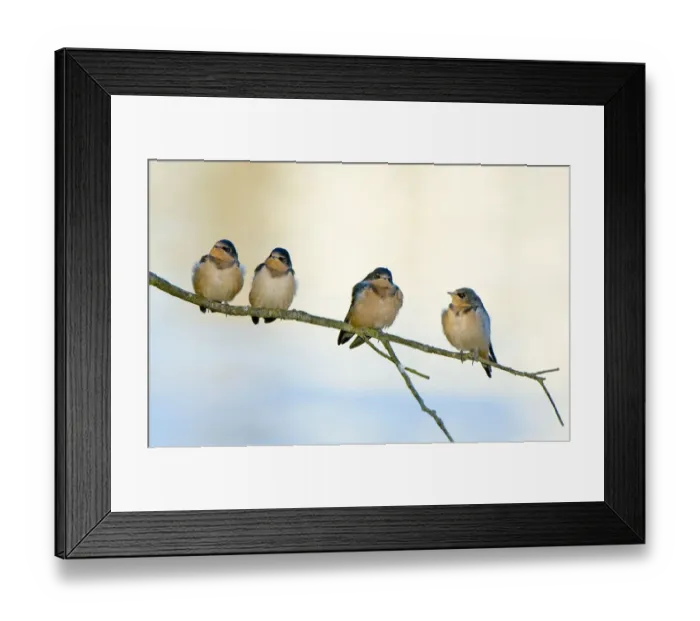 Framed Print : Barn swallows, Hirundo rustica, Stanley Park, British Columbia Framed Print : Barn swallows, Hirundo rustica, Stanley Park, British Columbia