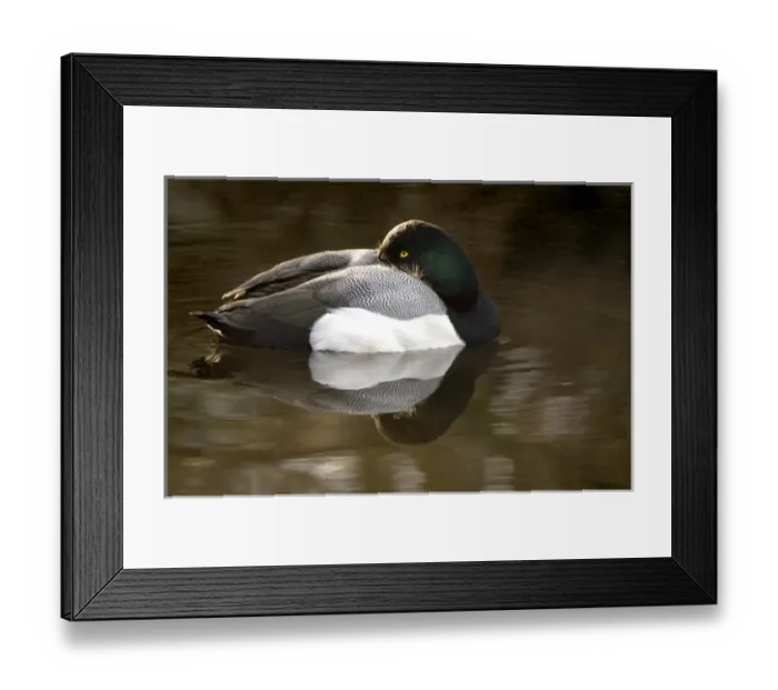 Framed Print : Lesser Scaup, Aythya affinis, Stanley Park, British Columbia Framed Print : Lesser Scaup, Aythya affinis, Stanley Park, British Columbia