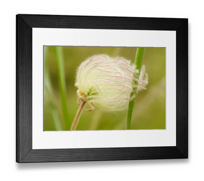 Framed Print : Prairie smoke, Geum triflorum, Okanagan Valley, British Columbia Framed Print : Prairie smoke, Geum triflorum, Okanagan Valley, British Columbia