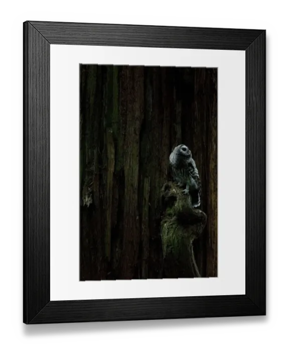 Framed Print : Juvenile barred owl, Strix varia, Stanley Park, British Columbia Framed Print : Juvenile barred owl, Strix varia, Stanley Park, British Columbia