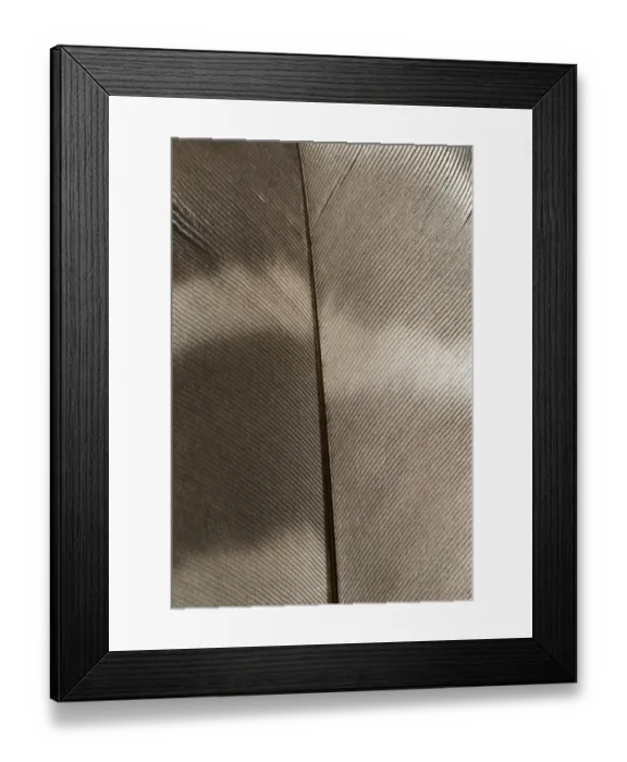 Framed Print : Barred owl feather, Strix varia, Stanley Park, British Columbia Framed Print : Barred owl feather, Strix varia, Stanley Park, British Columbia