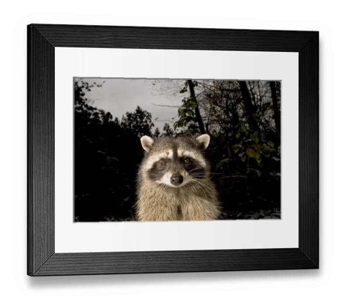 Framed Print : Common raccoon, Procyon lotor, Stanley Park, British Columbia Framed Print : Common raccoon, Procyon lotor, Stanley Park, British Columbia