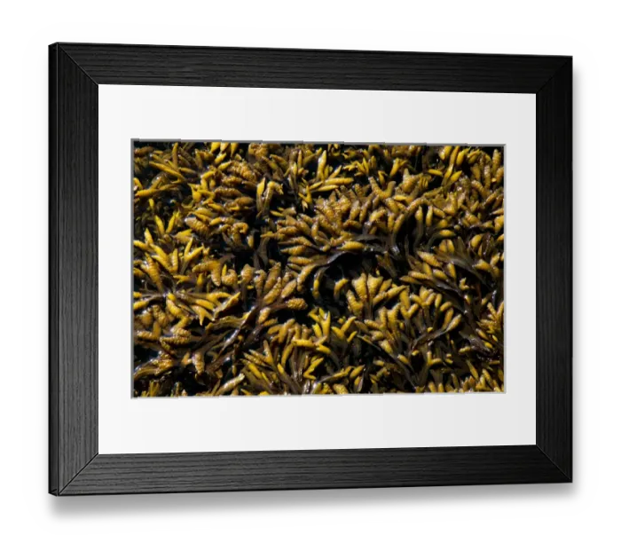Framed Print : Rockweed, Fucus gardneri, Vancouver Island, British Columbia Framed Print : Rockweed, Fucus gardneri, Vancouver Island, British Columbia