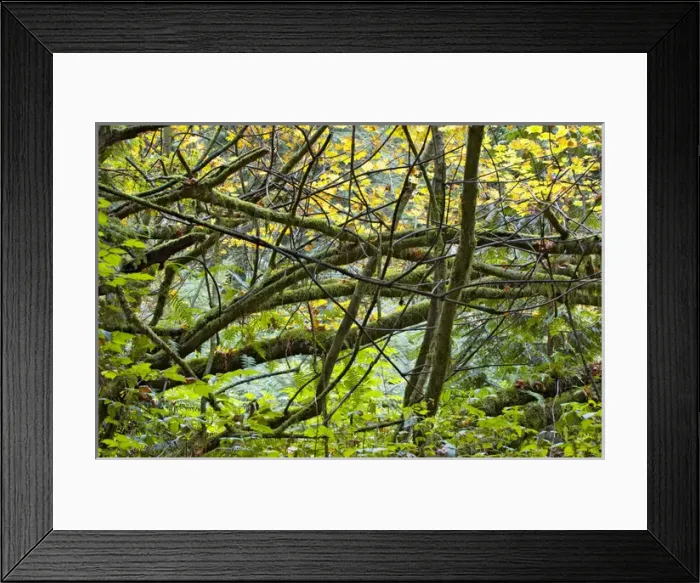 Framed Print : Pacific temperate rainforest, Stanley Park, British Columbia Framed Print : Pacific temperate rainforest, Stanley Park, British Columbia