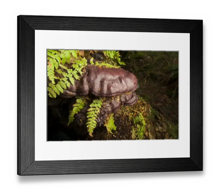 Framed Print : Fern enveloped by fungus, Stanley Park, British Columbia