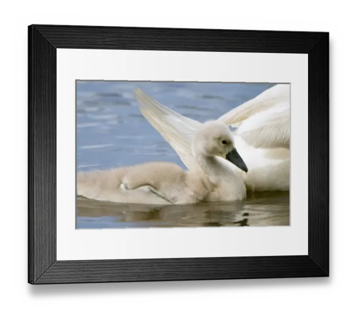 Framed Print : Mute swan, Cygnus olor, Stanley Park, British Columbia Framed Print : Mute swan, Cygnus olor, Stanley Park, British Columbia
