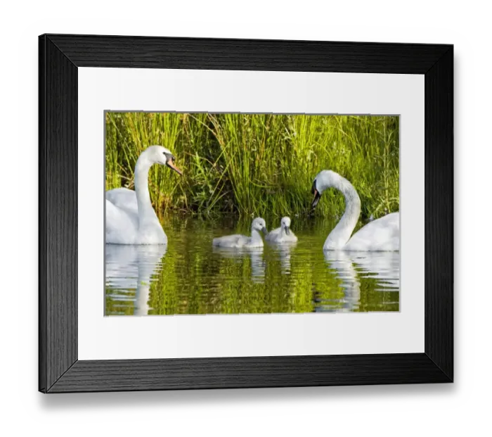 Framed Print : Mute swan, Cygnus olor, Stanley Park, British Columbia