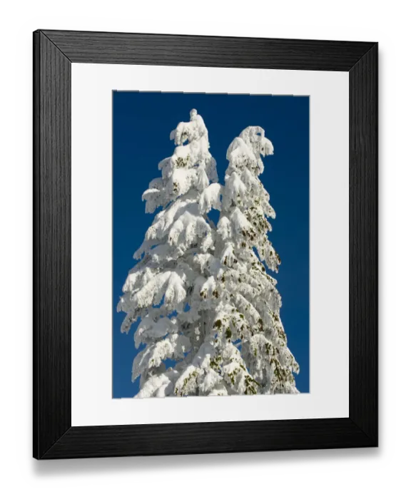 Framed Print : Snow-laden trees, Seymour Mountain, British Columbia