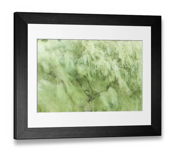 Framed Print : Tree blowing in wind, Stanley Park, British Columbia Framed Print : Tree blowing in wind, Stanley Park, British Columbia